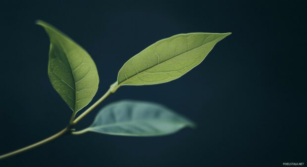 A green leaf wallpaper featuring a single, gracefully curved leaf against a subtle background.