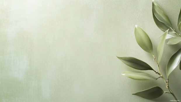 A light green wallpaper HD for desktop.