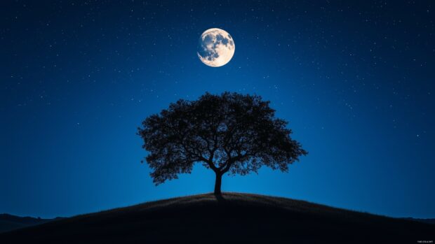 A lone tree standing on a hill, silhouetted against a full moon glowing in a clear night sky, with soft moonlight spreading across the field.