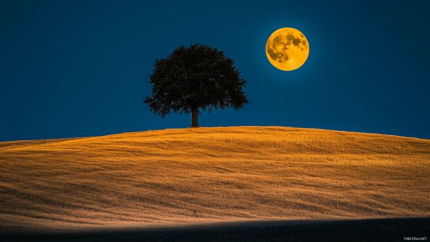 A lone tree standing on a hill, silhouetted against a full moon glowing in a clear night sky, with soft moonlight spreading across the field3.