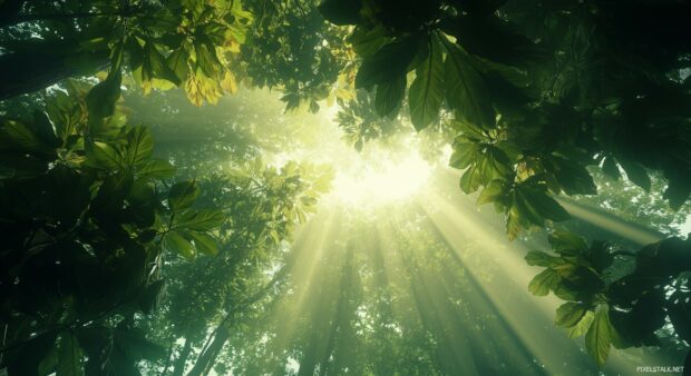 A lush green forest canopy viewed from below, with sunlight filtering through the leaves and casting a vibrant, calming glow.