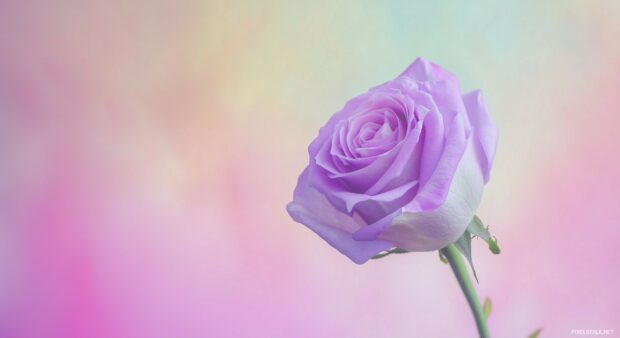 A minimalist composition showcasing a single purple rose against a blurred pastel background.