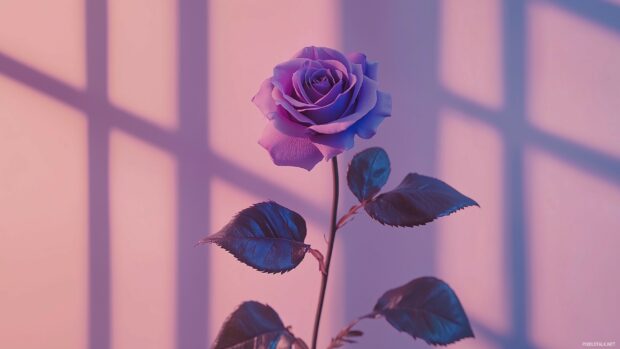 A minimalist composition showcasing a single purple rose against a blurred pastel background, highlighting its elegance.