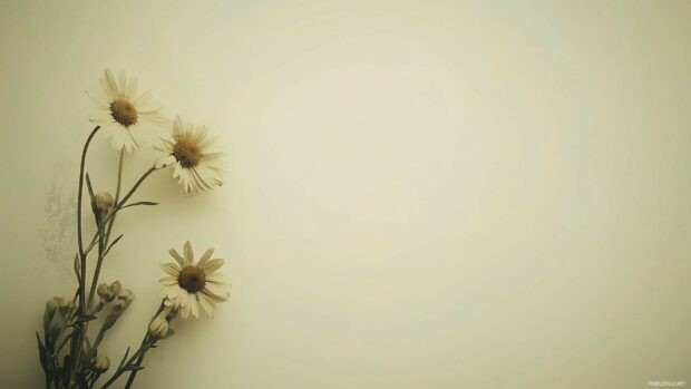 A minimalist daisy bouquet.