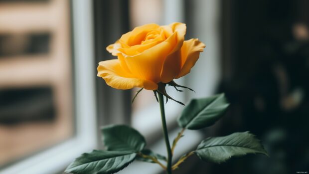 A minimalist photograph of a single yellow rose with a blurred background.