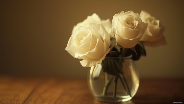 A minimalist shot of white roses.