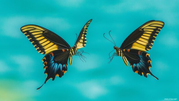 A pair of butterflies in mid flight against a clear blue sky, with the focus on their graceful movement and colorful wings.