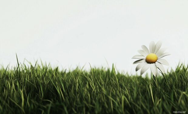 A peaceful spring flower wallpaper with green grass and a single daisy.