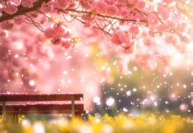 A peaceful spring scene with a bench under a blossoming tree.