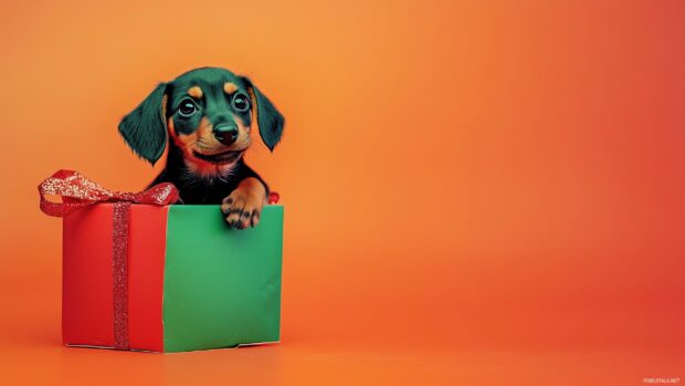 A playful Christmas puppy peeking out of a gift box wrapped in shiny red and green pape.