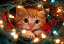 A playful kitten tangled in Christmas lights.