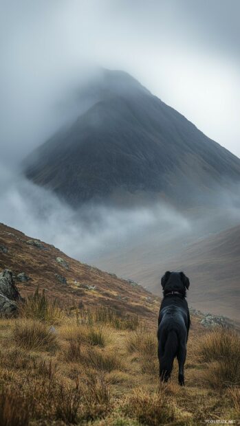 A portrait of a black dog standing proudly in front of a mountain landscape, with dramatic lighting and fog.