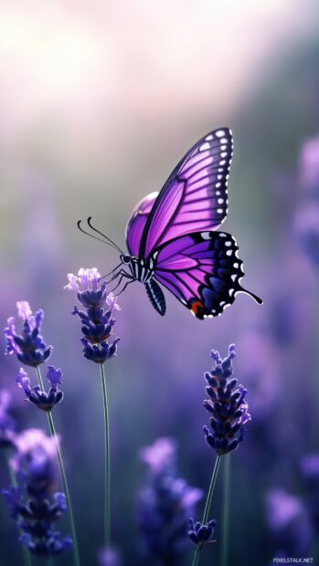 A purple butterfly iPhone wallpaper.