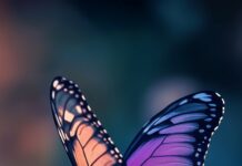 A purple butterfly phone wallpaper with intricate wing patterns gently landing on a pastel colored flower.