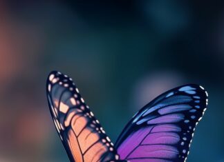 A purple butterfly phone wallpaper with intricate wing patterns gently landing on a pastel colored flower.