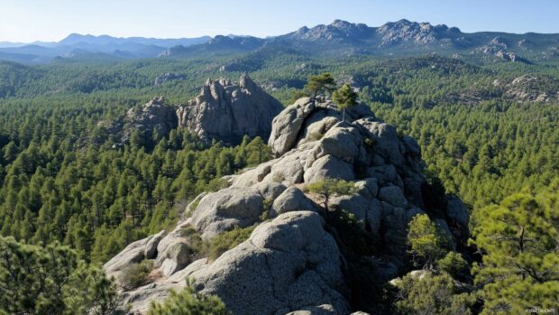 A rugged Rocky Mountain peak under a clear blue sky, surrounded by dense evergreen forests.