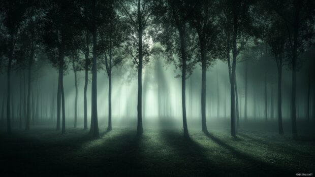 A serene forest bathed in soft moonlight, with long shadows cast by the trees, and a clear night sky above.