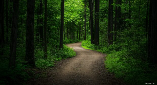 A serene forest path lined with tall, green trees and lush undergrowth, leading into a tranquil, shaded grove.