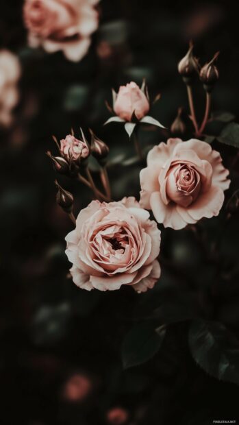 A serene image of a rose garden at dusk, where the soft glow of twilight casts an elegant hue over the blooming flowers.