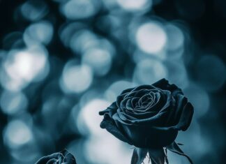 A serene image of black roses set against a deep, moody background with soft lighting.