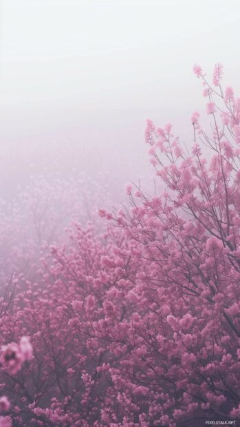 A serene spring morning with cherry blossom trees in full bloom.