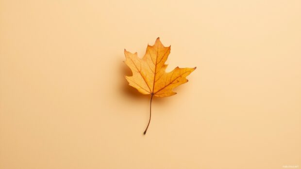 A simple Thanksgiving wallpaper with a single autumn leaf centered on a plain, warm toned background.