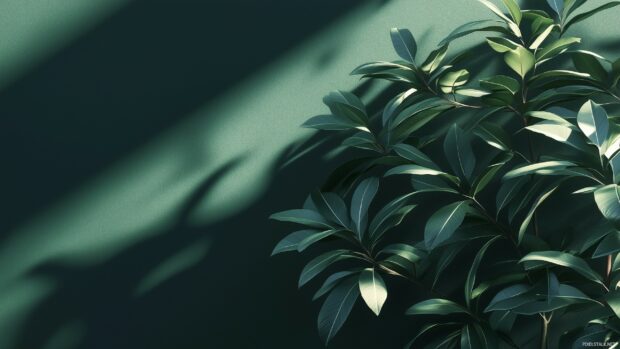 A simple dark green 2K resolution wallpaper.