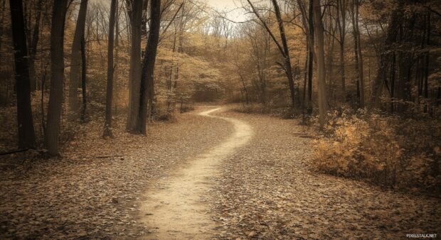 A simple pathway through a fall forest with faded trees and scattered leaves, light vintage sepia tones.