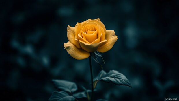 A single Love rose against a dark, moody background.