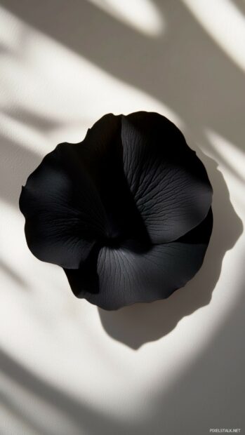 A single black rose petal resting on a smooth white surface.