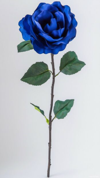 A single blue rose against a soft white background, capturing the elegance and beauty of the flower in a modern and sophisticated style.