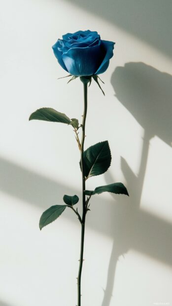 A single blue rose against a soft white background, capturing the elegance and beauty of the flower in a modern style.