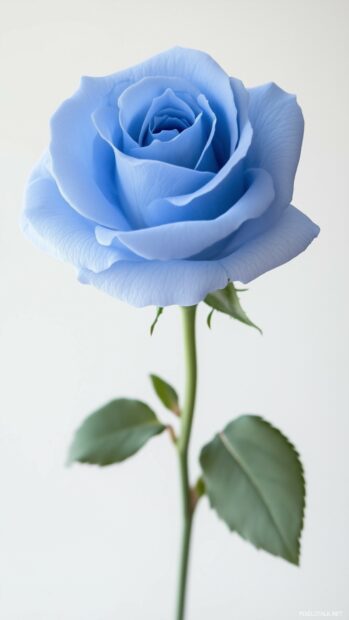 A single blue rose iPhone wallpaper.