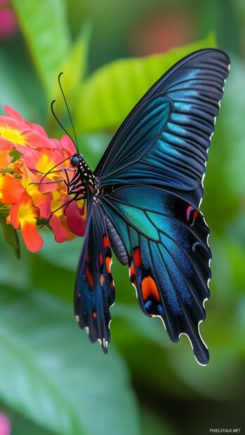 A single butterfly iPhone wallpaper with iridescent wings gently landing on a bright flower.