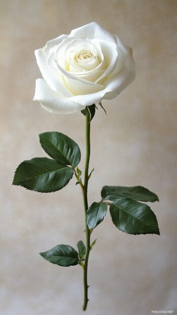 A single elegant white rose iPhone wallpaper.