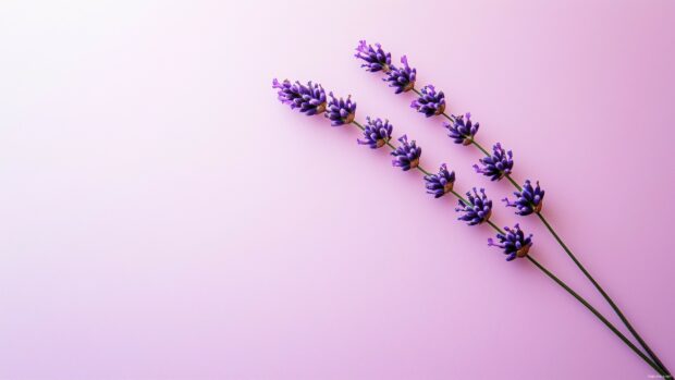 A single lavender stem placed diagonally.