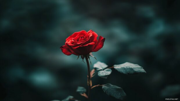 A single red rose in full bloom.