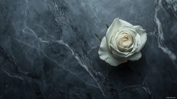 A single white rose resting on a dark marble surface.