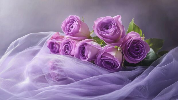 A soft and romantic image of a bouquet of purple roses wrapped in sheer fabric.