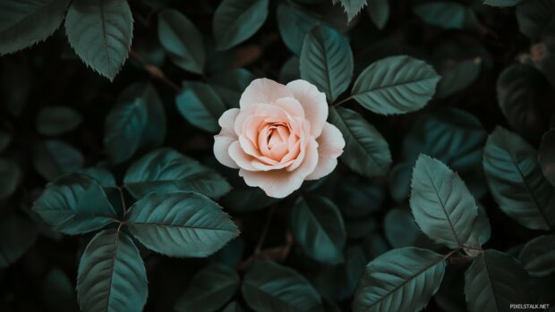 A soft focus image of a blooming pink rose with delicate petals.