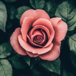 A soft focus image of a blooming pink rose with delicate petals, surrounded by lush green leaves.