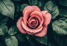 A soft focus image of a blooming pink rose with delicate petals, surrounded by lush green leaves.