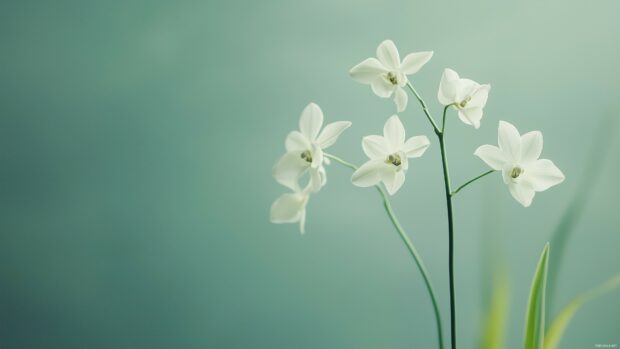 A soft light green wallpaper 4K with a smooth, matte finish.