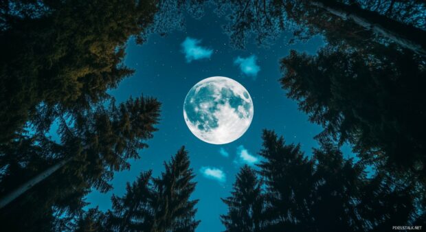 A stunning night sky with the moon in its waxing gibbous phase, framed by tall pine trees reaching up toward the heavens, with a few clouds drifting by.