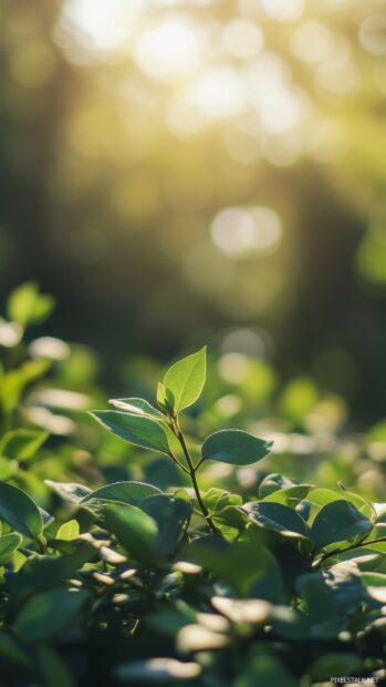 A vibrant green forest with a close up view of lush foliage, dappled sunlight filtering through the leaves, and a peaceful ambiance.