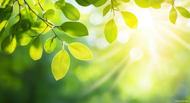 A vibrant lime green desktop background with soft light beams subtly shining through.