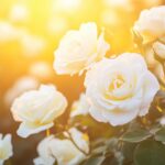 A vibrant scene capturing a white rose garden at sunset, with warm golden light illuminating the flowers.