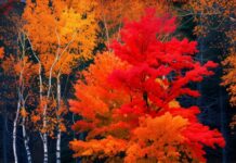 A tranquil lake reflecting colorful fall foliage.