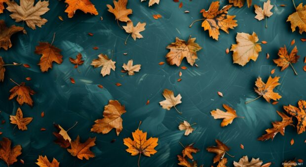 Aesthetic Autumn wallpaper HD with Fall leaves lying flat on a clean surface.