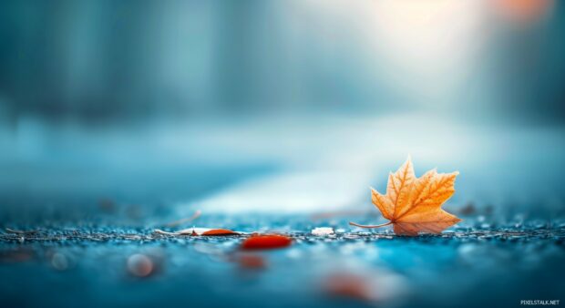 Aesthetic fall leaf wallpaper with a blurred background.